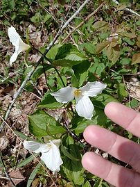Plum Island Trillium