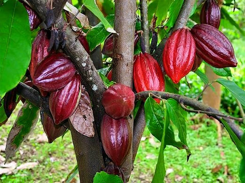trái cacao