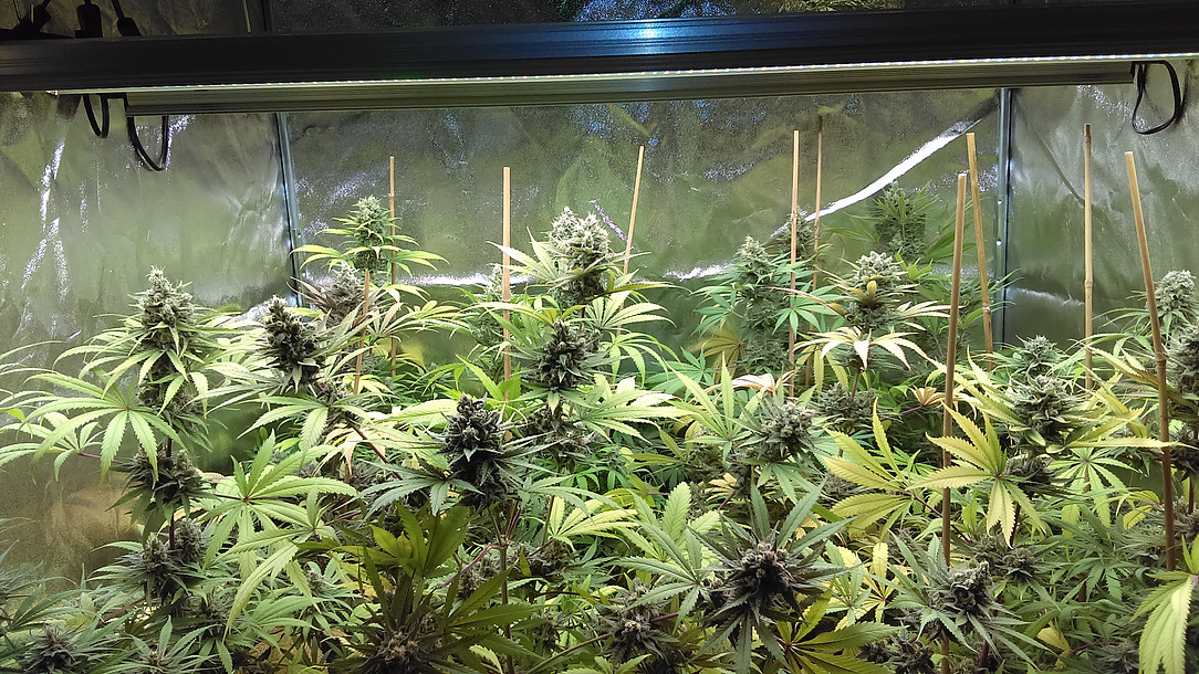 Fullscreen Page Qgleds