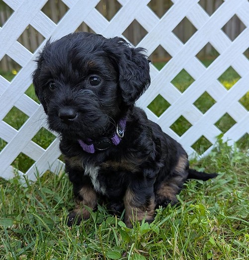 Acadia cute.jpg