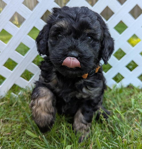 Glacier tongue.jpg