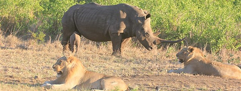 Safari Africa