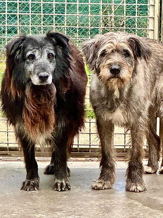 Maria Spinna e 2 .jpeg