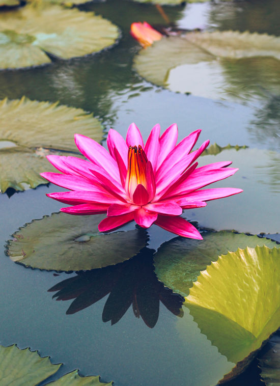 fleur-lac-delage.jpg