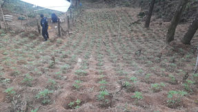 Plantação de 1,5 mil mudas de maconha é encontrada em Quatro Barras