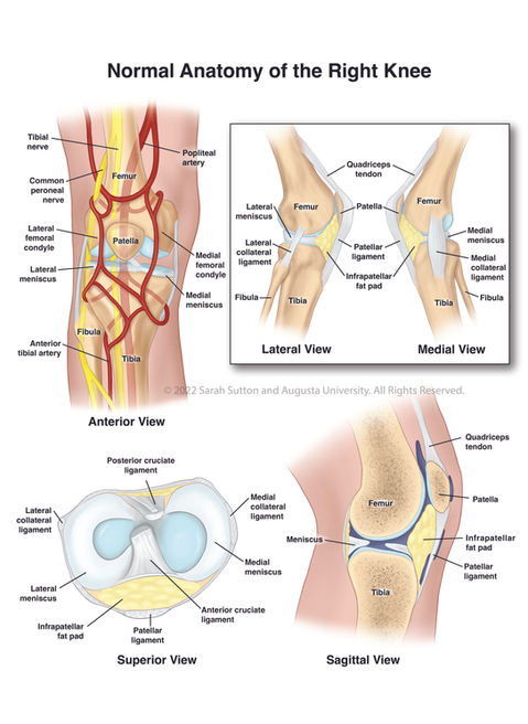 Knee Anatomy