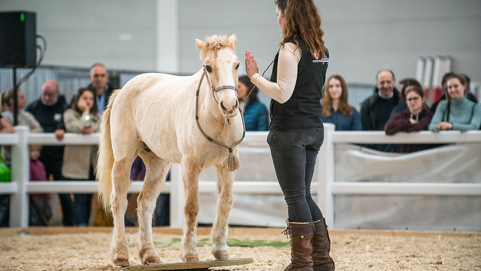 Horse Agility Training in Lüterkofen (Stallintern)