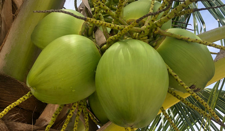 ThaiG Hub, Koh Chang, Taiji, Reiki, Internal Arts, Thailand.