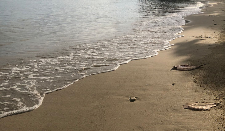 ThaiG Hub, Koh Chang, Taiji, Reiki, Internal Arts, Thailand.