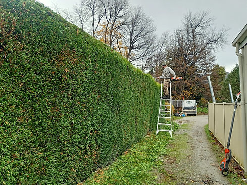 Hedge Trimming - Arrowtown.jpg