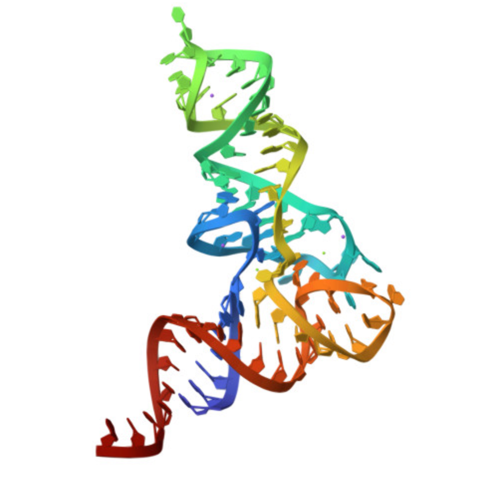 tRNA total E. coli