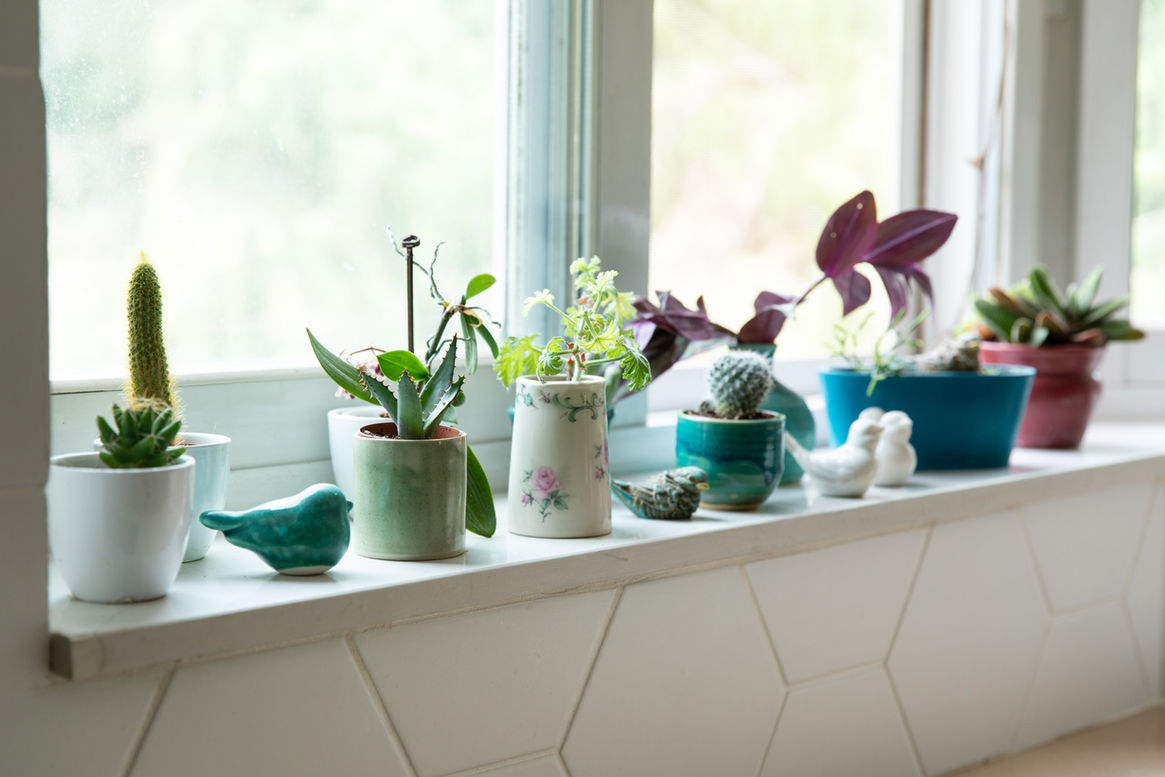 אוסף של סוקולנטים ואוסף של ציפורי קרמיקה מוקמו יחד על אדן החלון