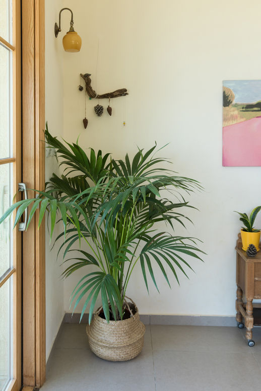 צמחיה בסלון עם גוף תאורה מעליה