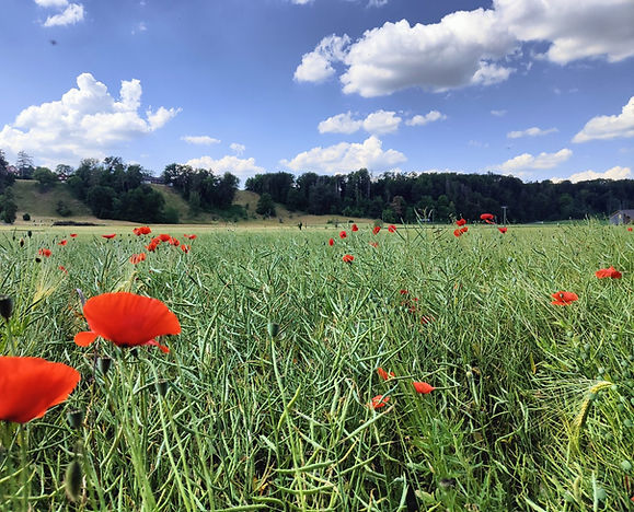 mohn-web.jpg