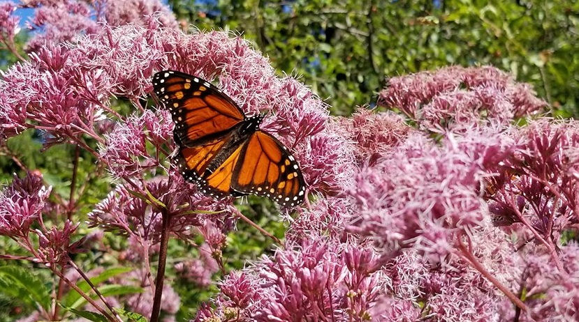 Nature Talk - Bird and Butterfly Migration