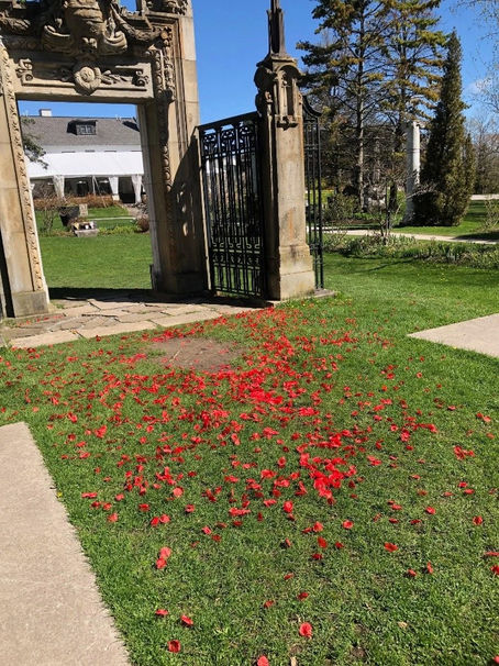 Nature Corner: Protecting Wildlife from Plastic Petals