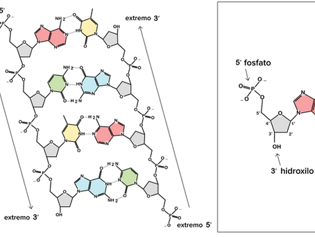 estructura de polinucleótidos