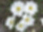 Dryas flower