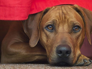 lomax58-rhodesian-ridgeback-555187_1920.jpg