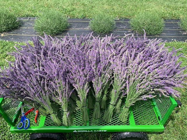 Thumbnail: Large Dried Bundle