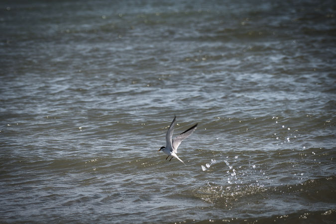 DSC_4797.jpeg