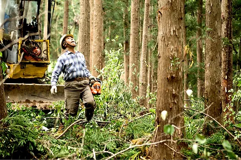 Changing the world of forestry