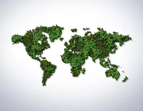 International Forest Day