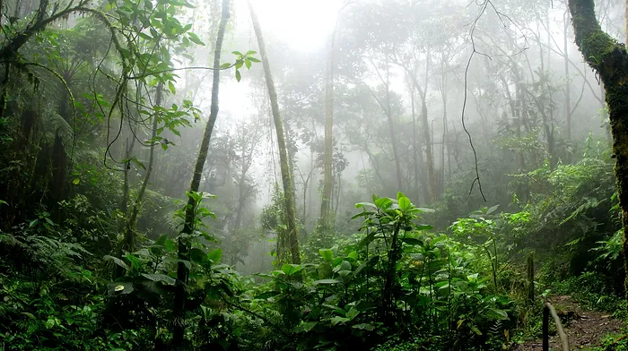 Amazon vs. Forest industry 1-0