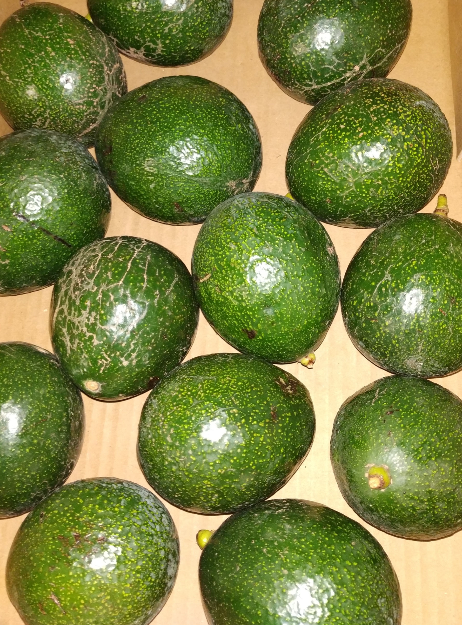 Abacate 500g