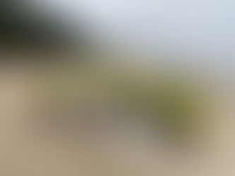 Pähklite maailmakoristuspäev