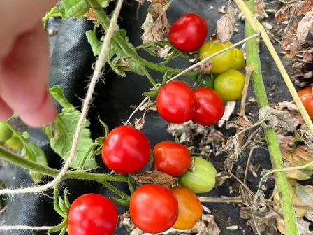 Käbid kasvatasid tomateid.