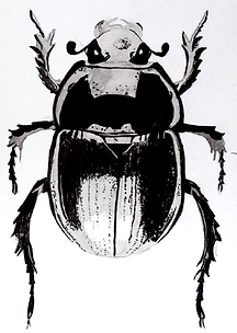 Black Magic Beetle