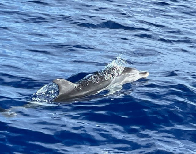 Dolphin at the surface of the water