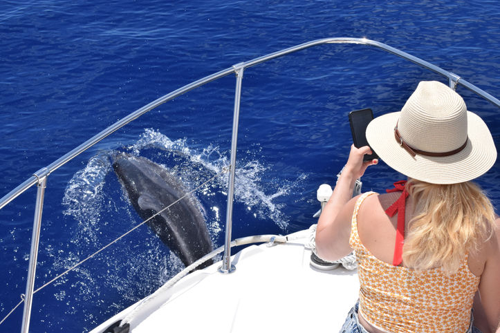 Dolphin approaching a boat. Girl on the boat, wearing a hat, is taking pictures of the dolphin