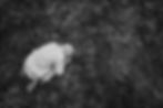Little boy lays on the grass, covering his eyes
