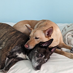 Dogs cuddling during boarding