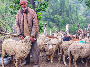 kashmiri shepherds