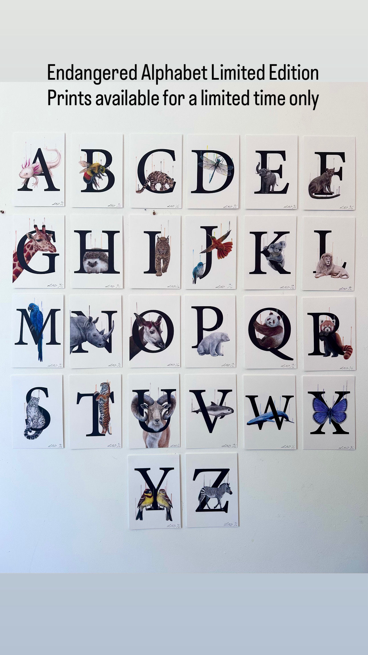 The Entire Endangered Alphabet Collection (26 Prints)