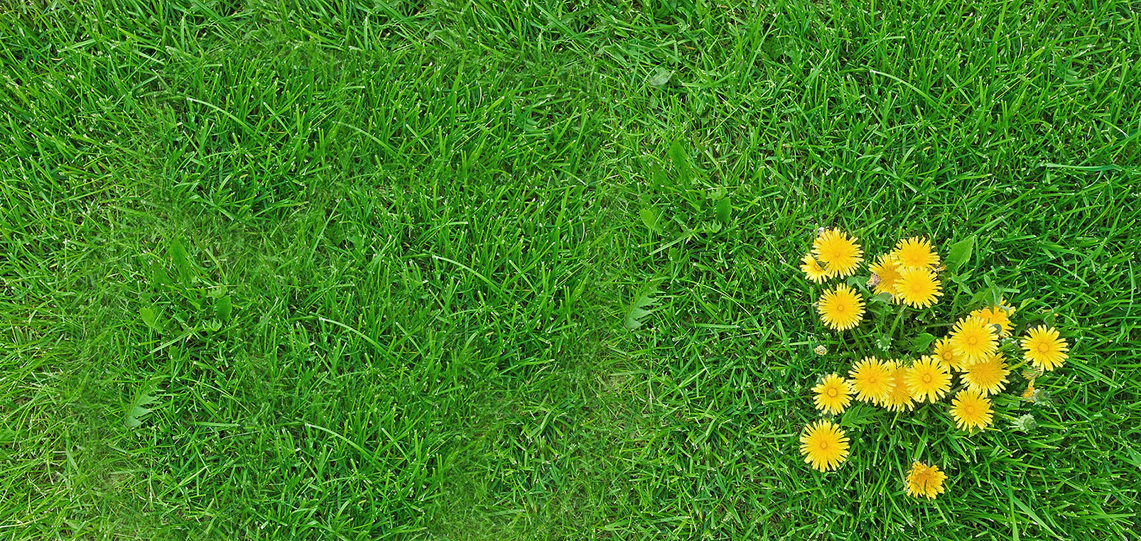 Dandelions - Weed Control by Turf Professors, serving Richmond, VA area