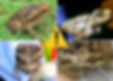 Ugly poisonous cane toads | Toad Busters - Cane toad collection & prevention in Southeast & Southwest Florida