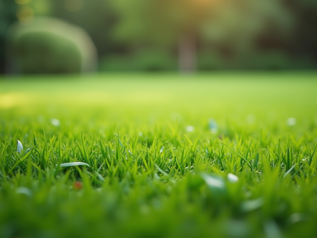 Top Tick and Mosquito Yard Treatments: How to Protect Your Outdoor Space