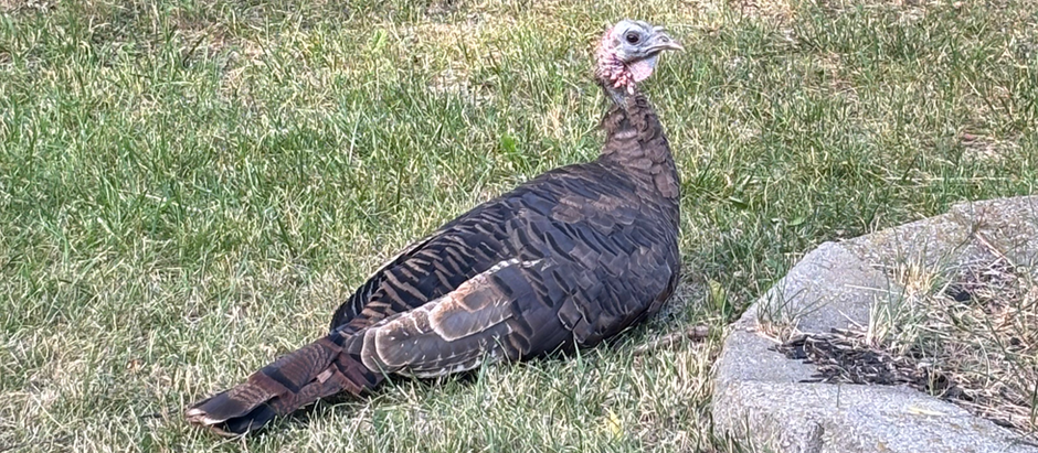 🦃 Have You Met Our Neighbourhood Turkey? 👀