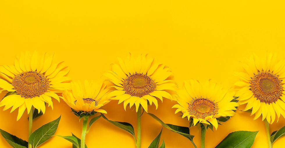 Beautiful%20fresh%20sunflowers%20with%20leaves%20on%20stalk%20on%20bright%20yellow%20backg