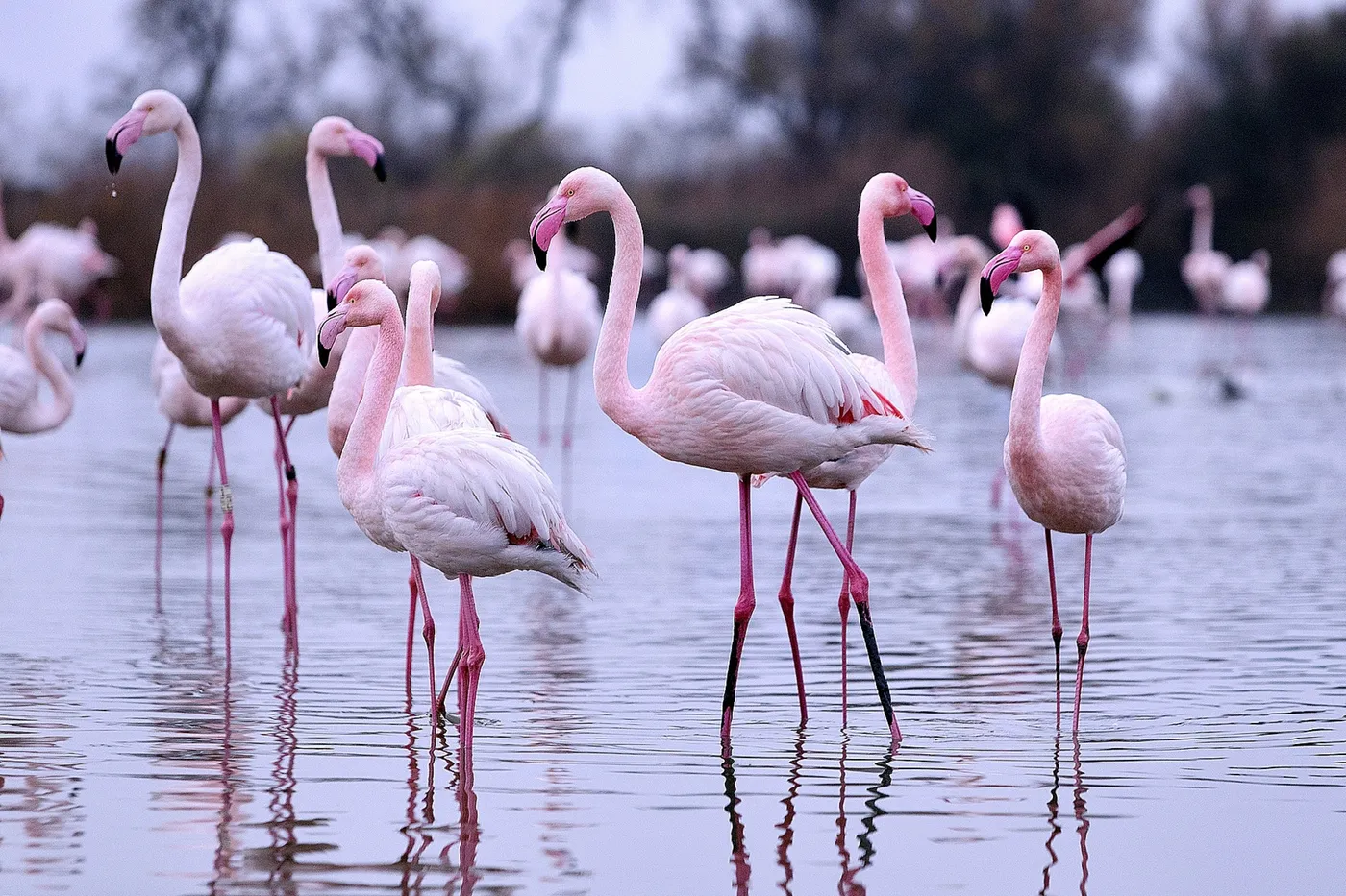 Flamants roses de Camargue sud de France