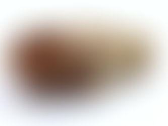 【新潟県】山えのき(通年出荷)