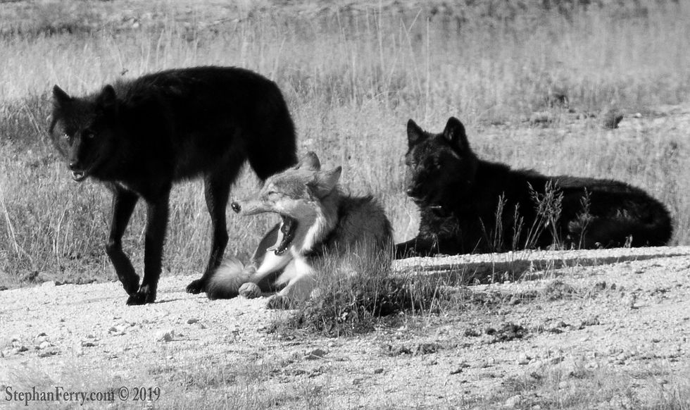 Wolf_Pack_©_DSC_0113