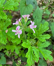 「いまここ」には芳香植物も多い