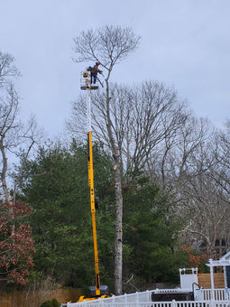 Man in lift cutting tree branches with saw, during tree service.