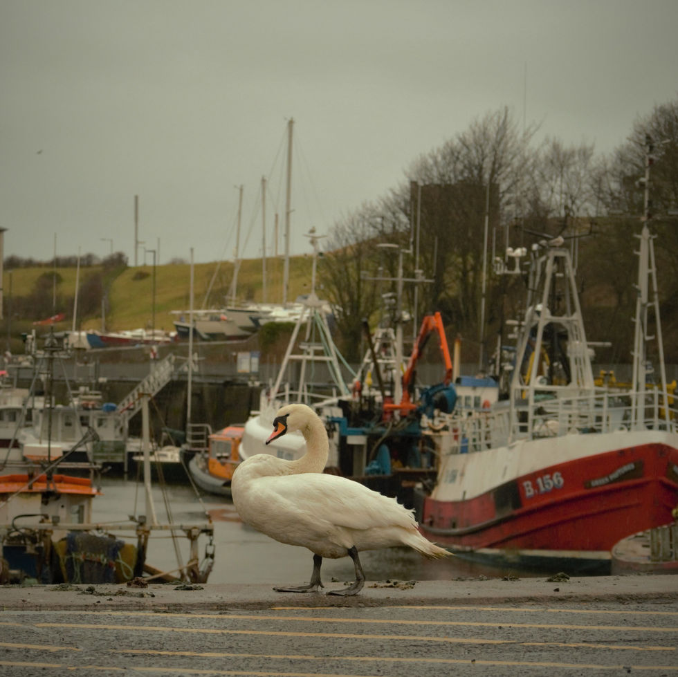 Harbour swans, Eyemouth.