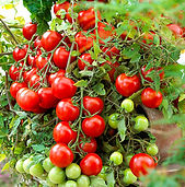 plants de tomates.jpg